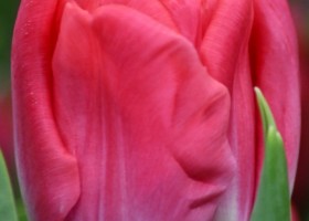 Tulipa Globe ® (4)